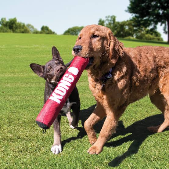 Two dogs playing with a red KONG toy on a grassy field.