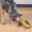 Dog playing with a green and purple toy on a wooden floor