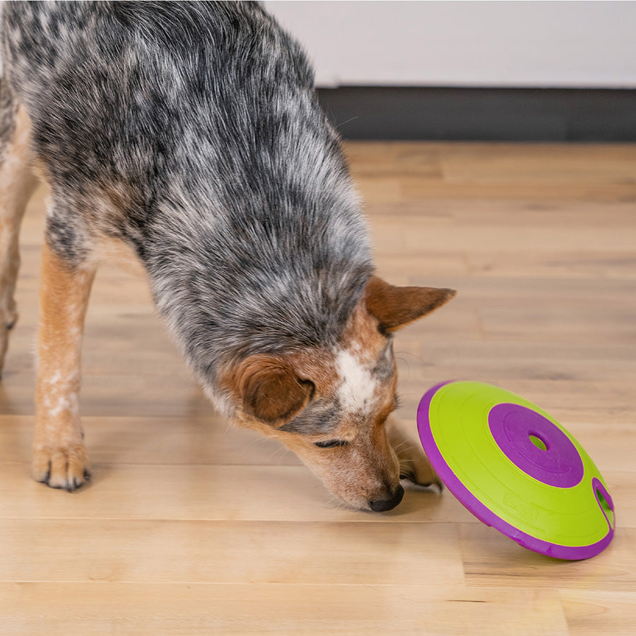 Dog playing with a green and purple toy on a wooden floor