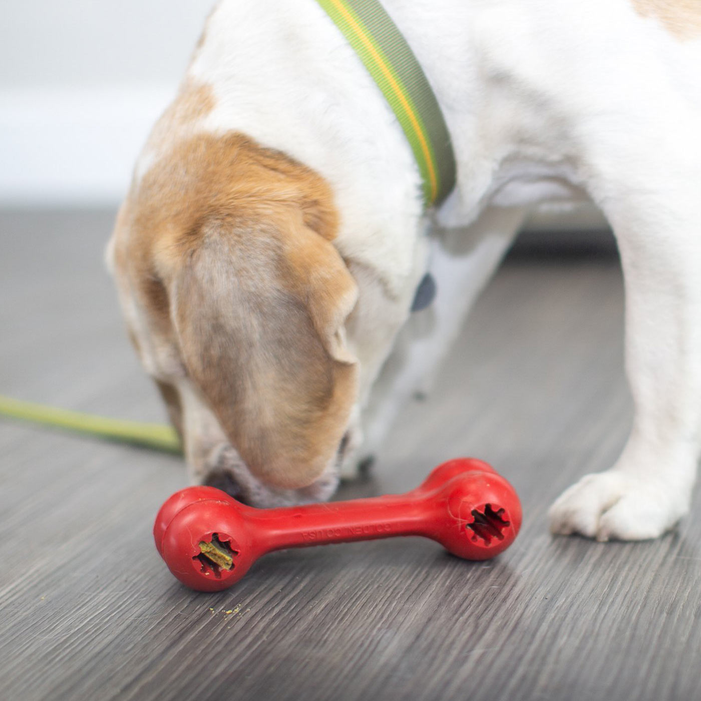 KONG Classic Goodie Bone | Rubber Dog Chew Toy