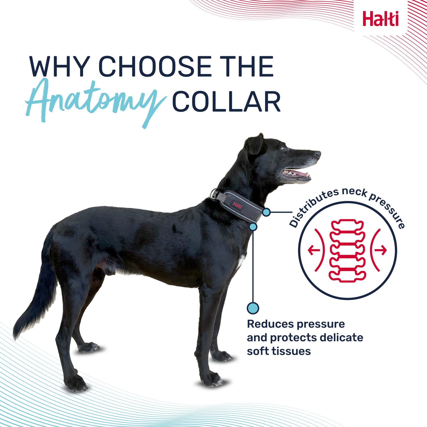 Halti Anatomy Collar - Green | Dog Walking & Training Comfort