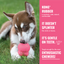 KONG Puppy Goodie Bone | Dog Chew Toy for Teething Puppies