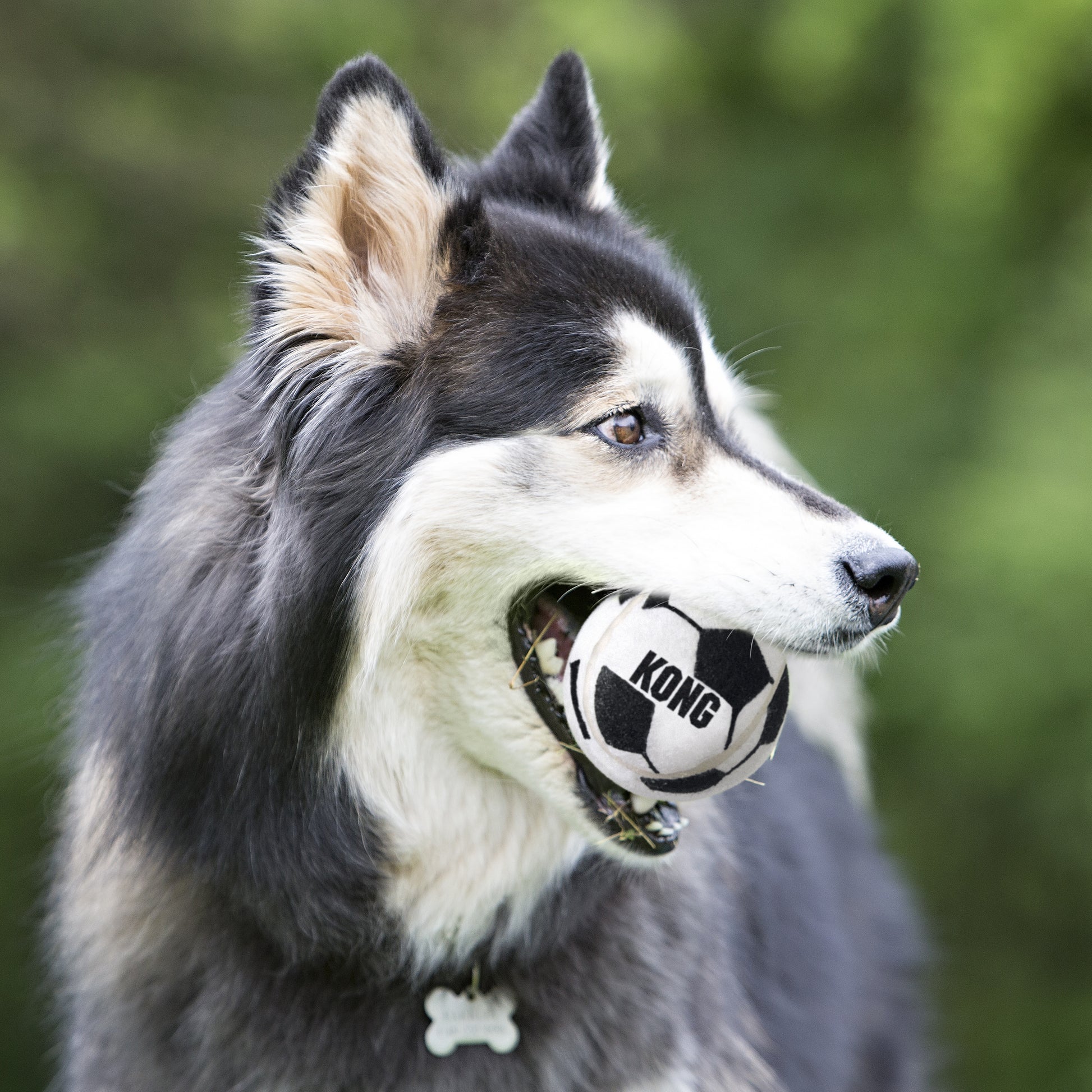 Dog with a KONG ball in its mouth against a blurred green background