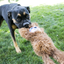 Dog playing with a plush toy on grass