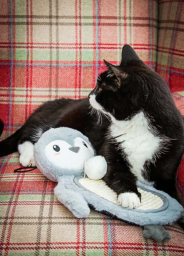 Rosewood Mr Poppy Penguin | Festive Cat Scratcher Toy