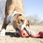 KONG Classic Goodie Bone | Rubber Dog Chew Toy
