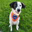 Armagh GAA Dog Bandana County Football Wear for Dogs