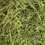 Friendly Green Oat ReadiGrass Premium Forage for Small Pets 1kg
