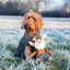 Dog in a field with a toy deer on a frosty morning
