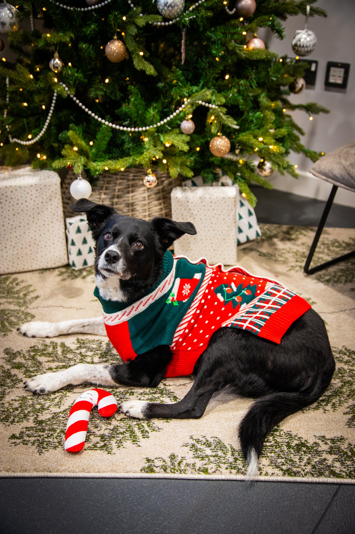 Dog Christmas jumper