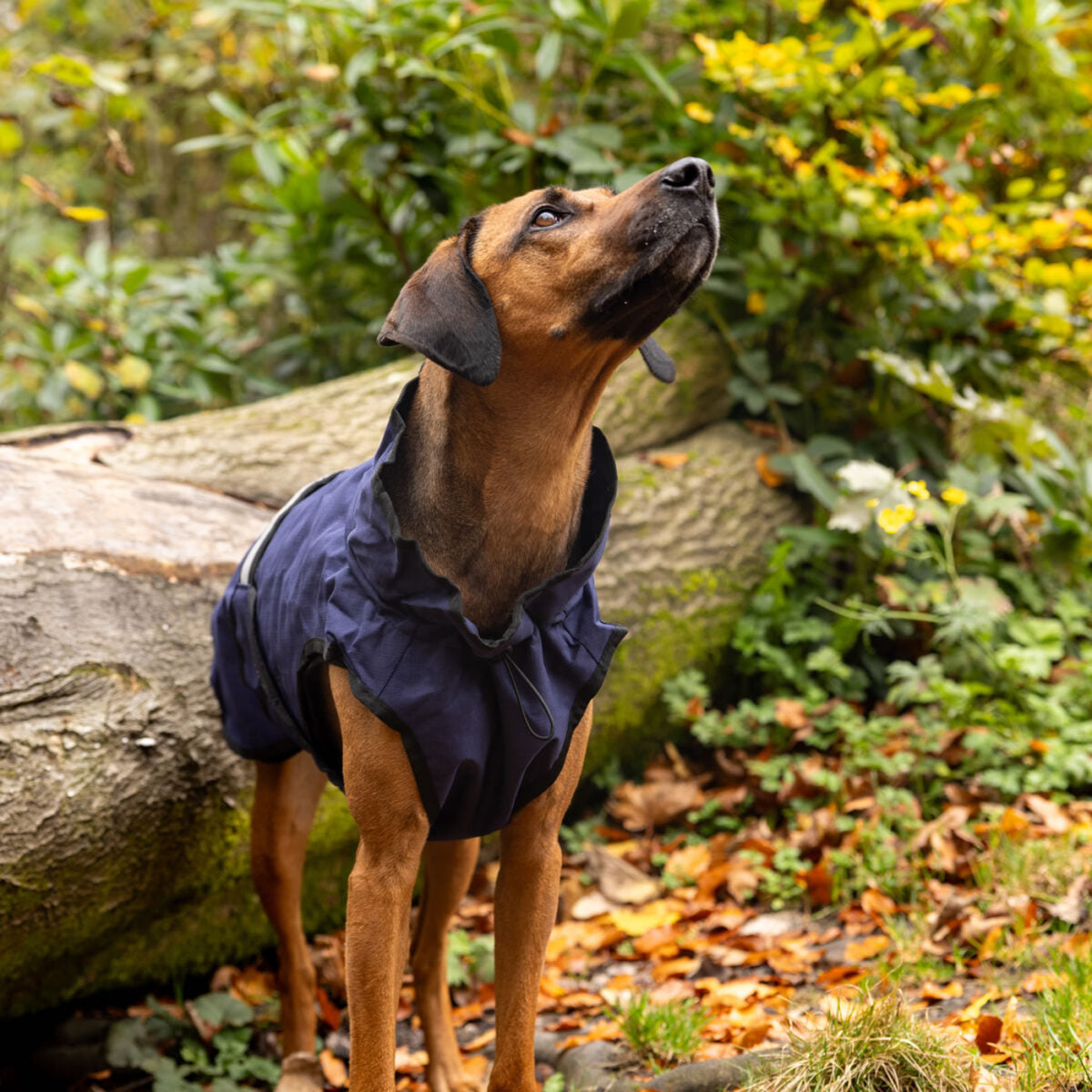 Danish Design 3-in-1 Dog Coat - Navy | Versatile All Weather Protection for Every Season