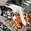 Dog playing with a tiger-striped dog toy on a patterned carpet