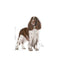 Royal Canin Medium Light 🐕 Size Health Nutrition Dry Dog Food