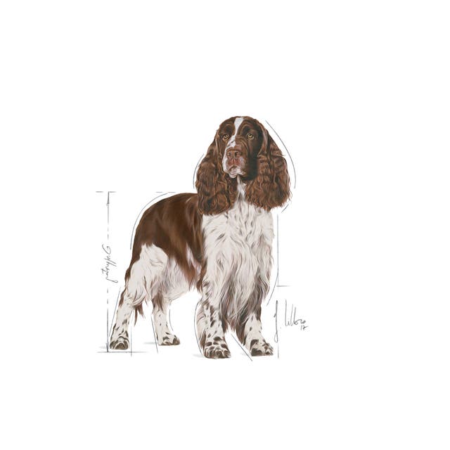 Royal Canin Medium Light 🐕 Size Health Nutrition Dry Dog Food