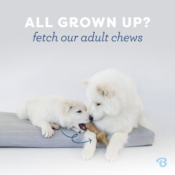 Benebone Puppy Bacon Infused Stick & Zaggler Duo | Durable Dog Chew Toys