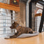 Petsafe Rechargeable Bark Collar | Automatic Dog Training