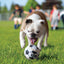 Bulldog playing with a KONG ball on grass with people in the background