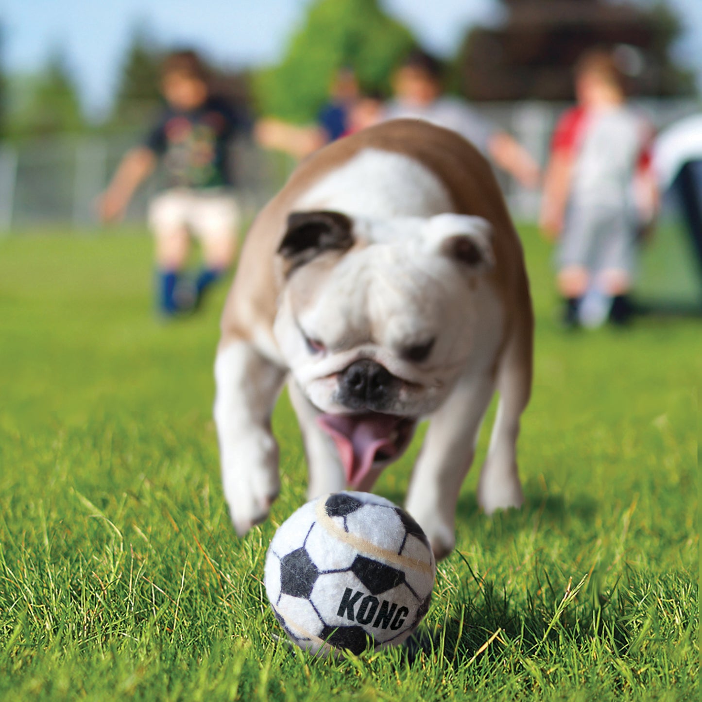 Bulldog playing with a KONG ball on grass with people in the background