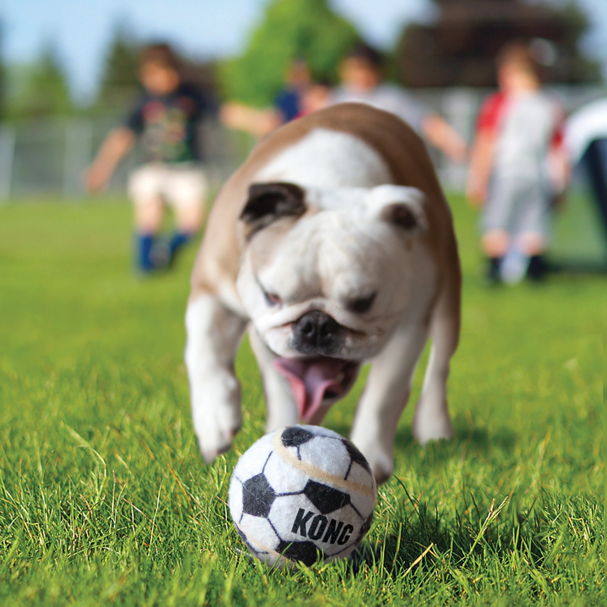 Bulldog playing with a KONG ball on grass with people in the background