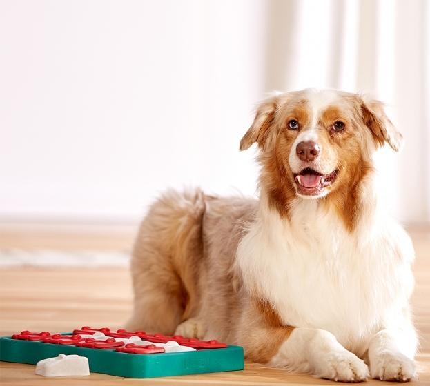 Dog playing with a puzzle toy on a wooden floor