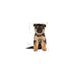 Royal Canin German Shepherd Junior Breed Health Nutrition Dry Dog Food