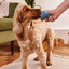 Beco Boredom Buster 🦴 Natural Rubber Treat Dispensing Enrichment Toy for Dogs
