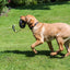 Dog playing with a toy on a grassy field