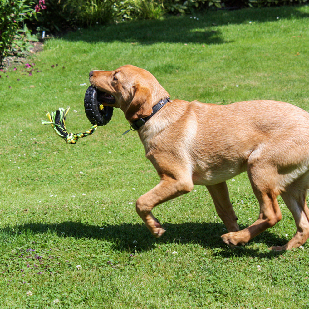 Dog playing with a toy on a grassy field