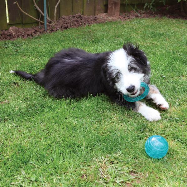 Rosewood BioSafe | Puppy Ball Toy