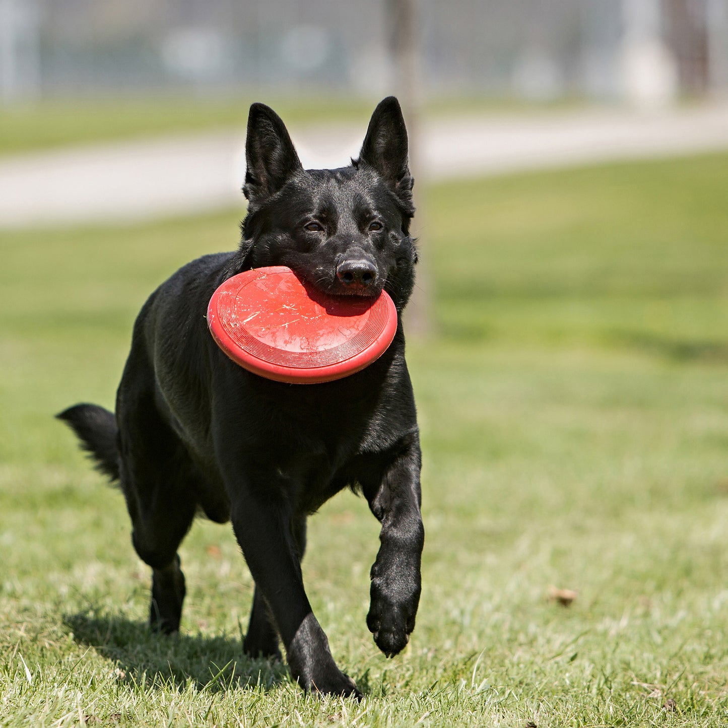 KONG | Dog Toy | Frisbee Flyer