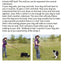 Trixie | Dog Activity | Training Touch Target Stick