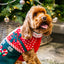 Dog Christmas jumper