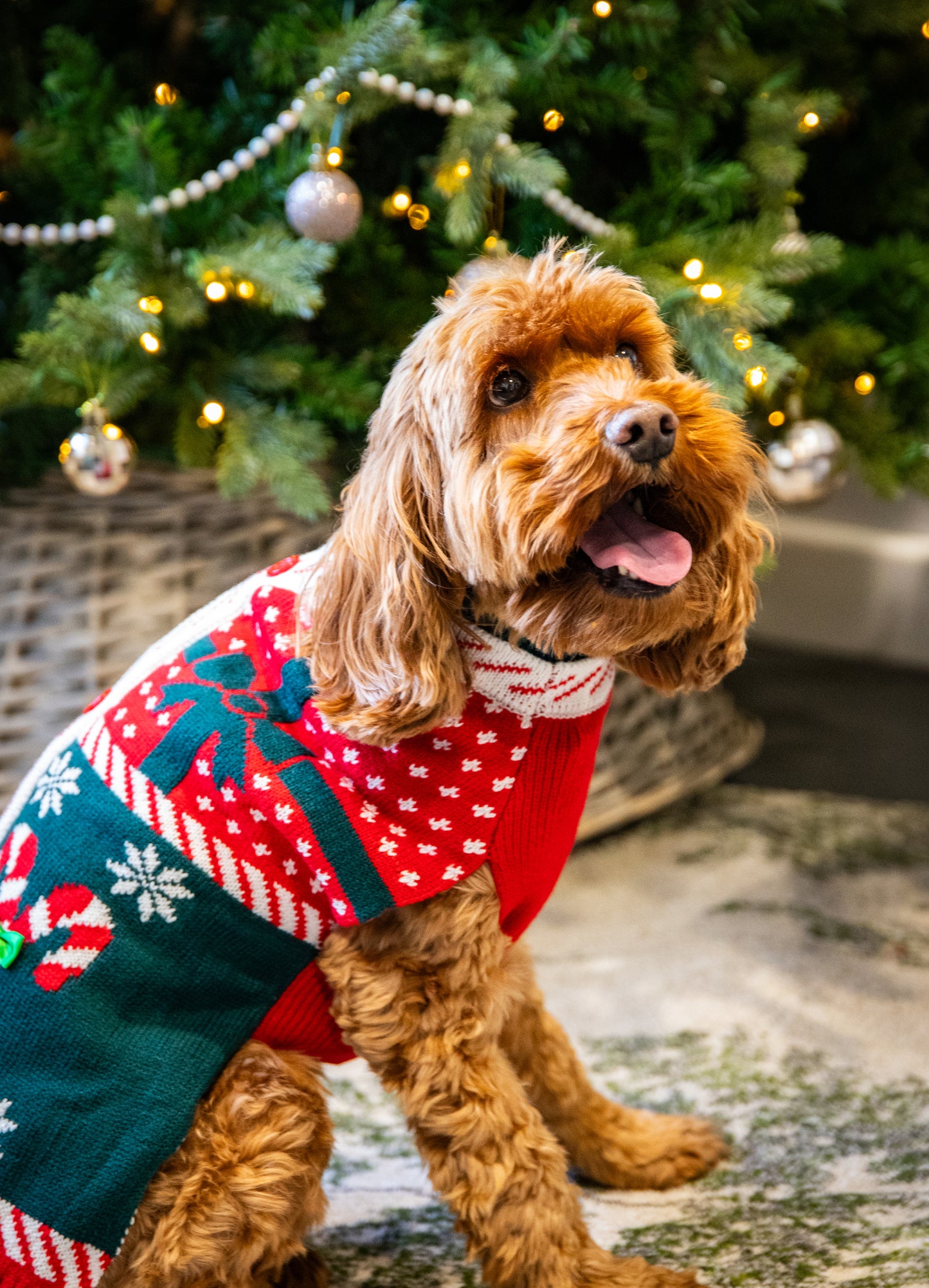 Dog Christmas jumper