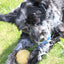 Dog playing with a ball on grass
