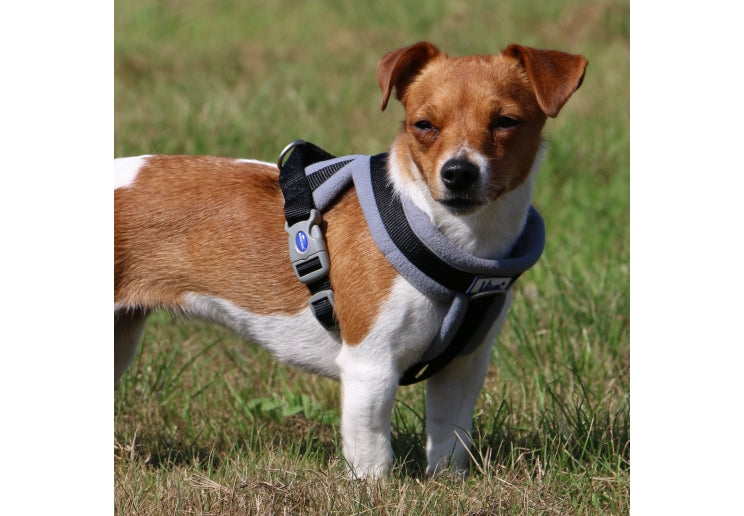 Ancol | Adjustable Dog Harness | Viva Reflective Padded - Black