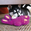 Dog peeking from under a table with a purple plush dog toy on a textured surface