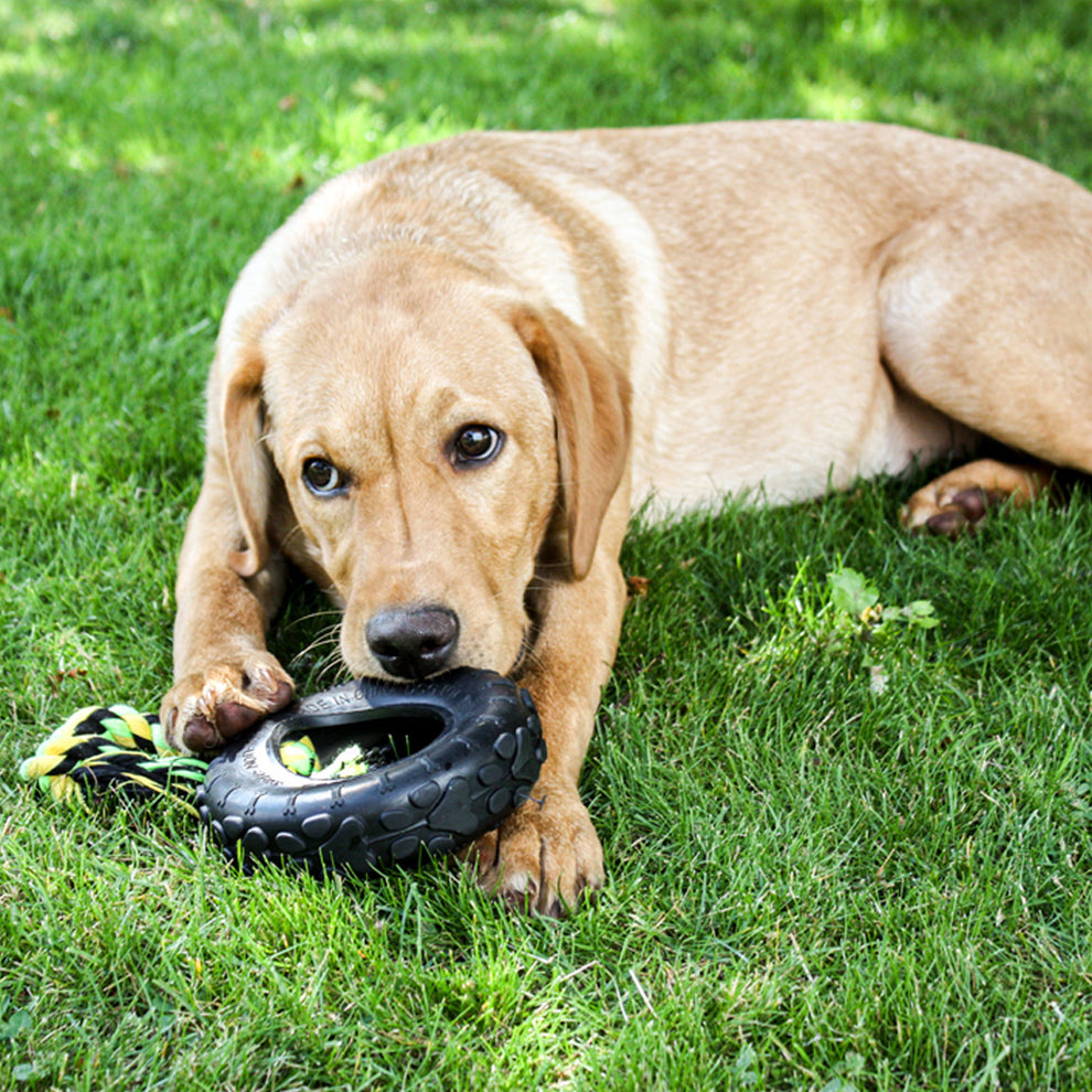 Dog playing with a black tire toy on grass