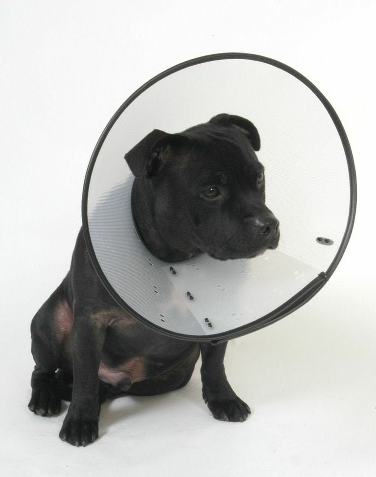 MDC | Dog & Cat Surgical Recovery | Smart Collar