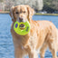 KONG AirDog Donut | Dog Toy