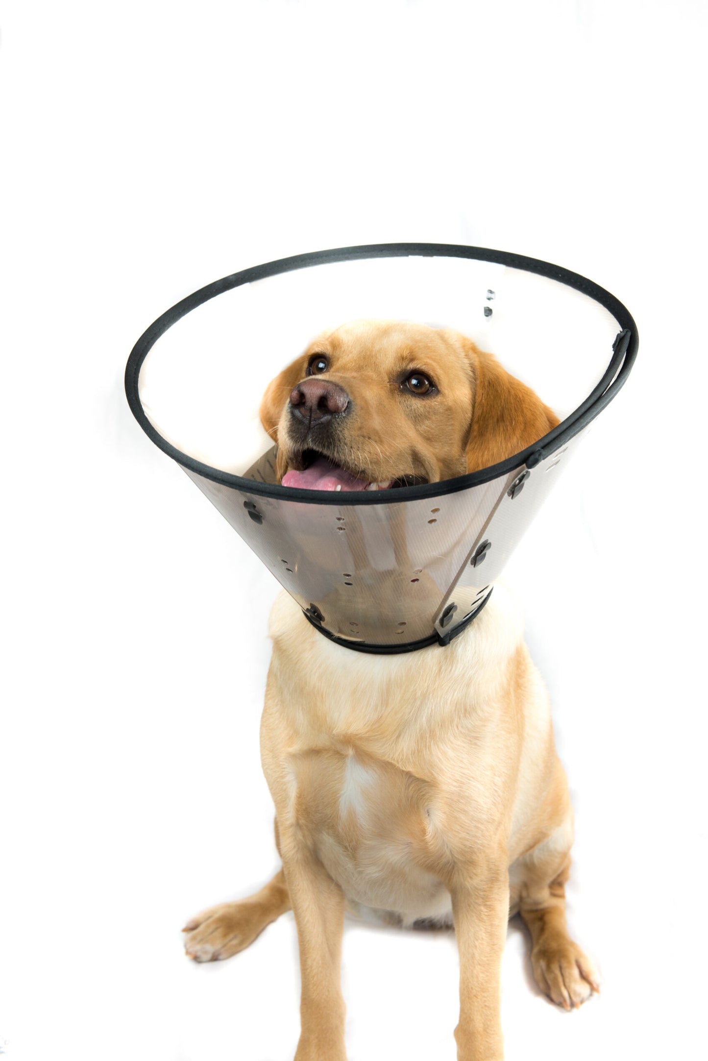 MDC | Dog & Cat Surgical Recovery | Smart Collar