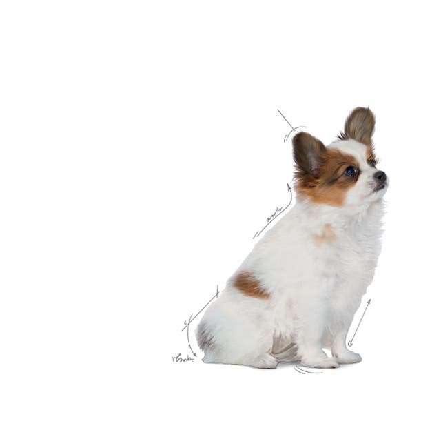 Royal Canin X-Small Puppy 🐕 Size Health Nutrition Dry Food for Tiny Dogs