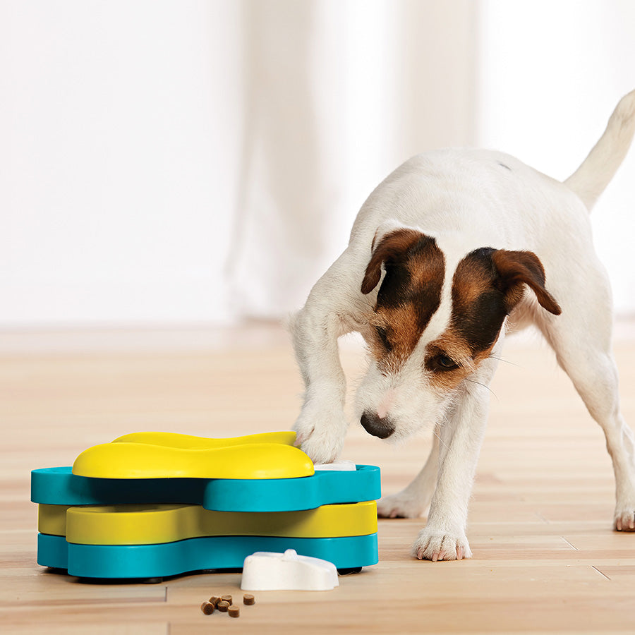 Dog interacting with a colorful puzzle toy on a wooden floor.