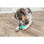Dog playing with a blue ball on a wooden floor