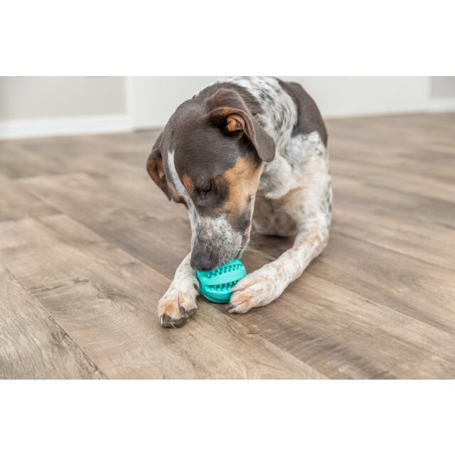 Dog playing with a blue ball on a wooden floor