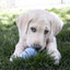 Puppy playing with a blue ball in the grass