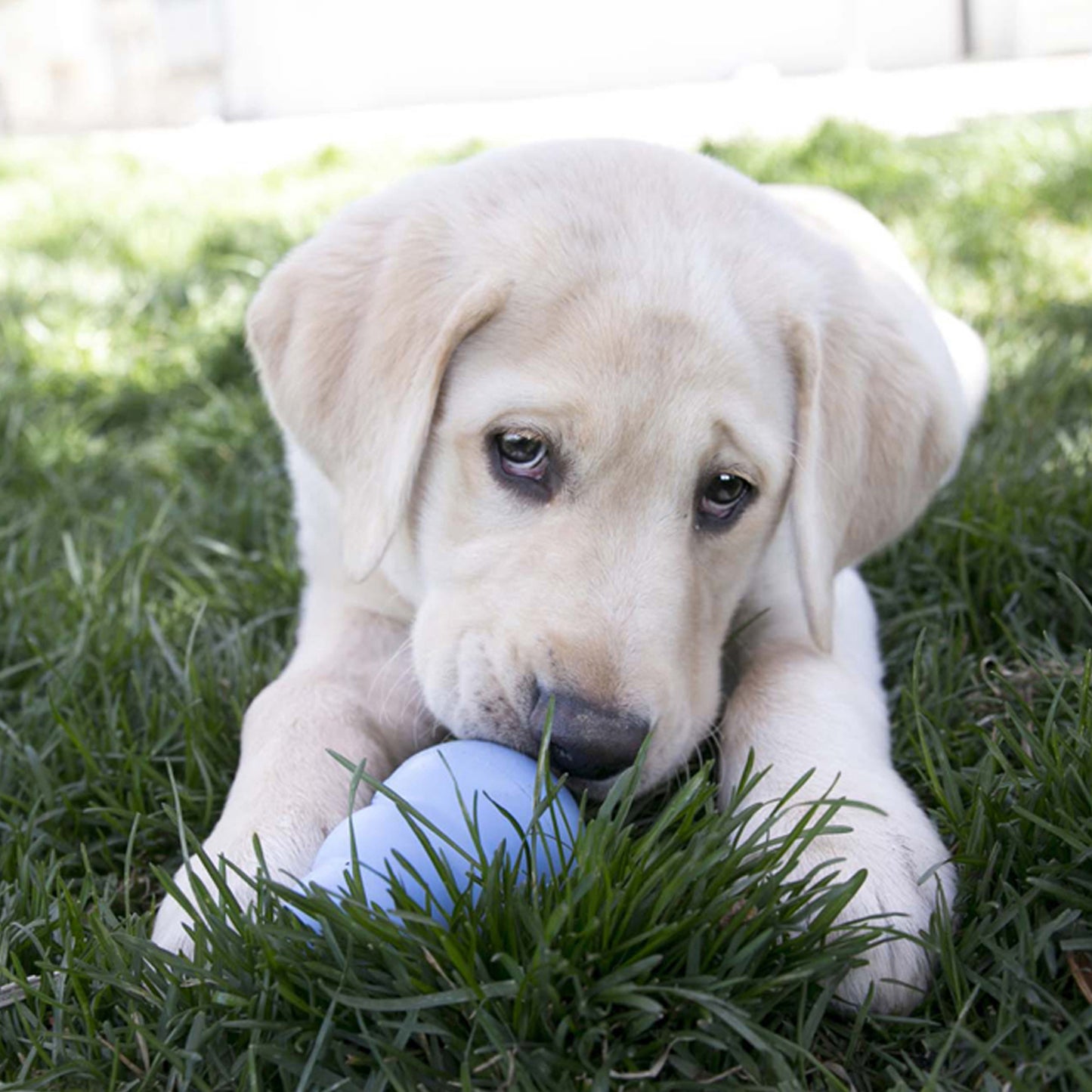 Puppy playing with a blue ball in the grass