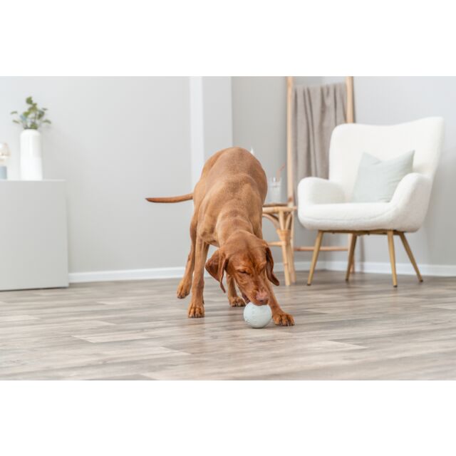 Brown dog playing with a white ball on a wooden floor in a modern living room.