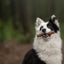 ECOMFY | Dog Safe Chew | Woody Dental Stick