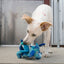 White dog playing with a blue toy in an indoor setting