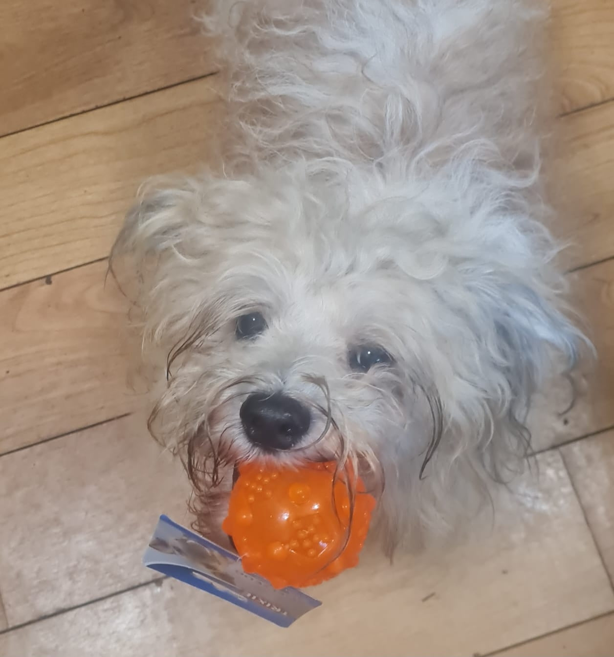 Trixie TPR Fetch Ball with Squeak | Dog Toy